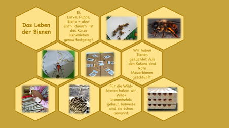 Homapage Bienenprojektk3